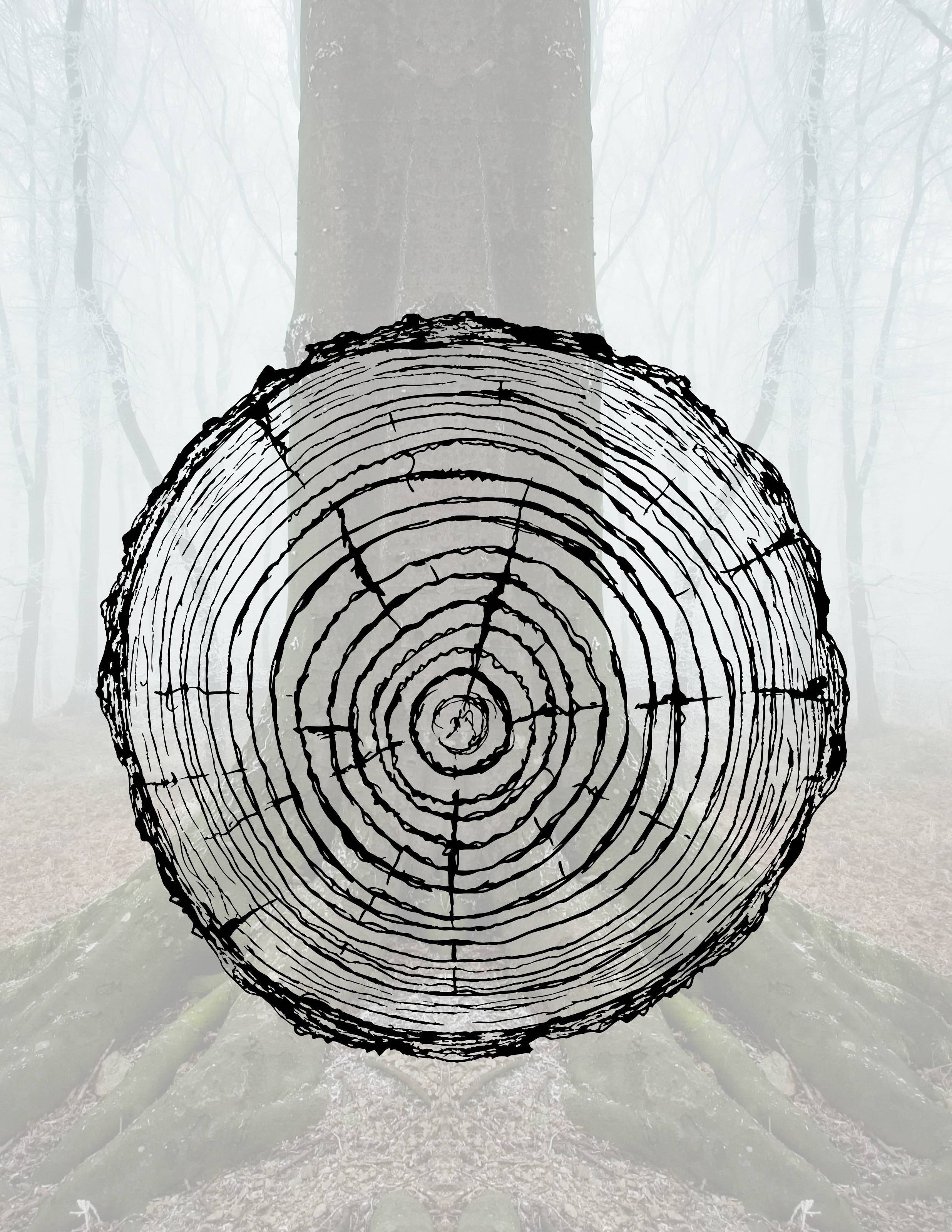 Tree ring cross section. Shown are the annual growth rings, or annual rings, seen at the end of a tree stump or log, representing one year of a tree's life.