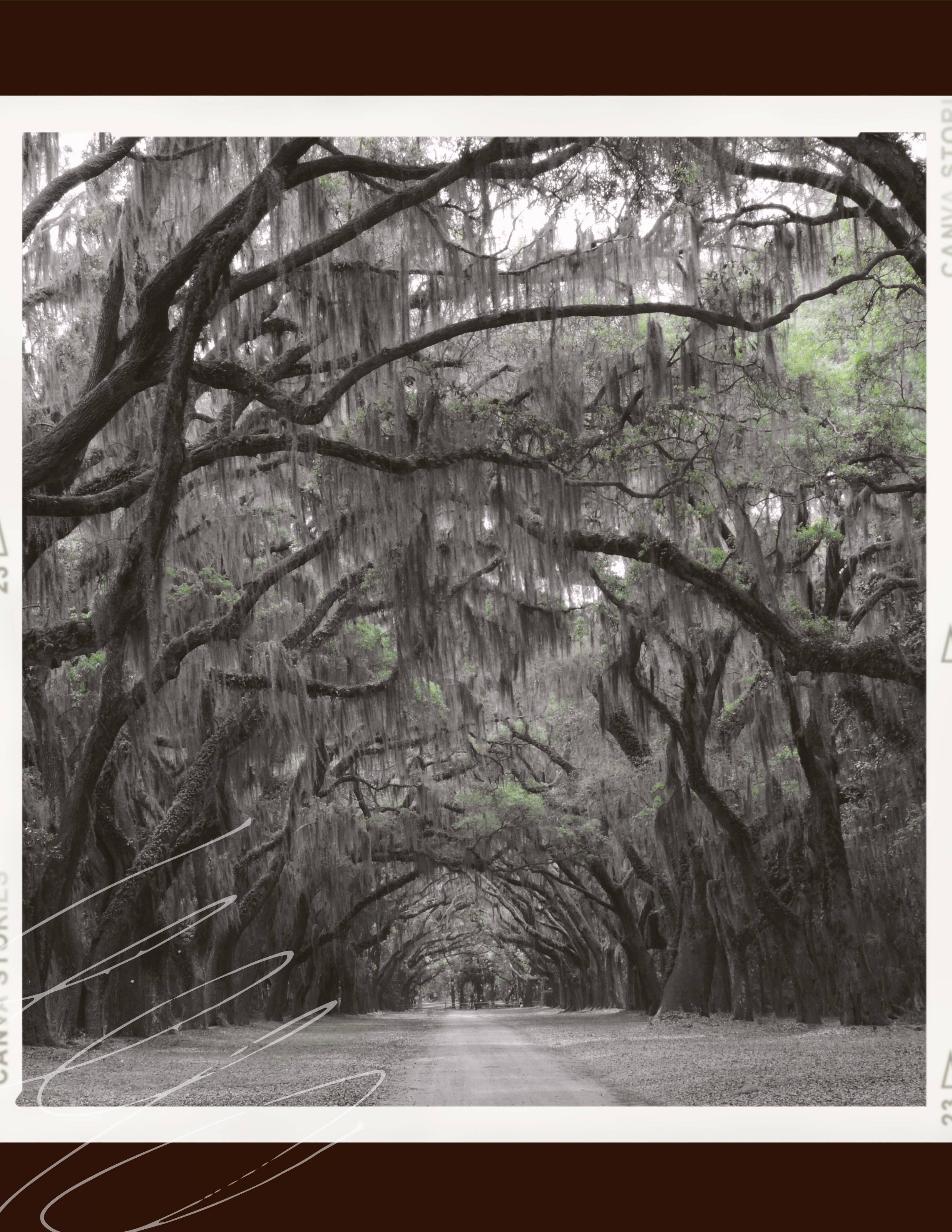 Historic Wormsloe Live Oak lined drive in Savannah, Georgia