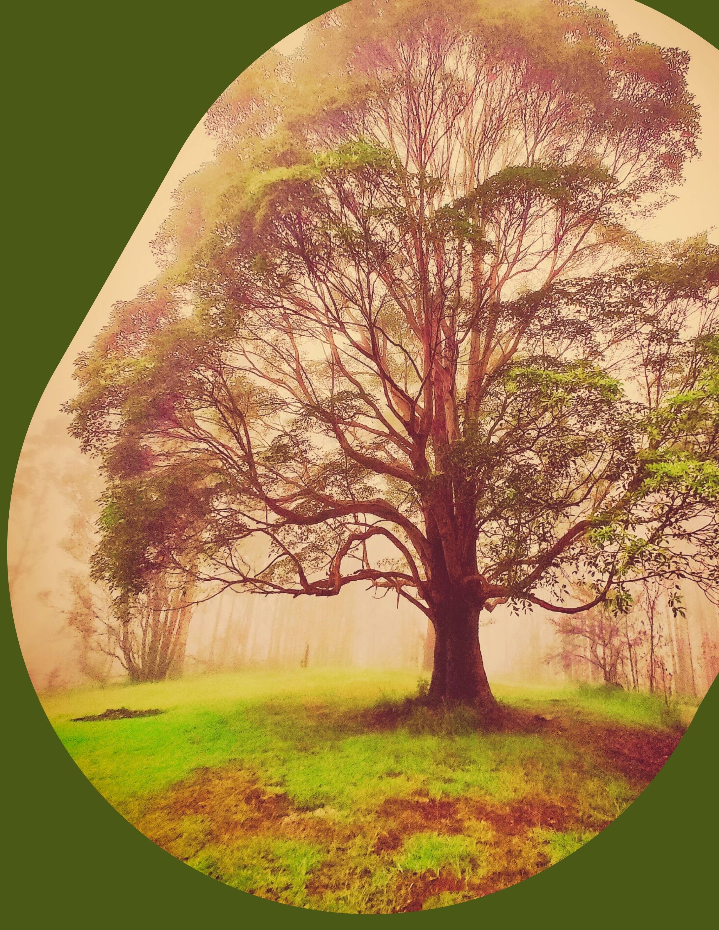 Large Tree in an open field with foliage dramatically veiled in mist or fog