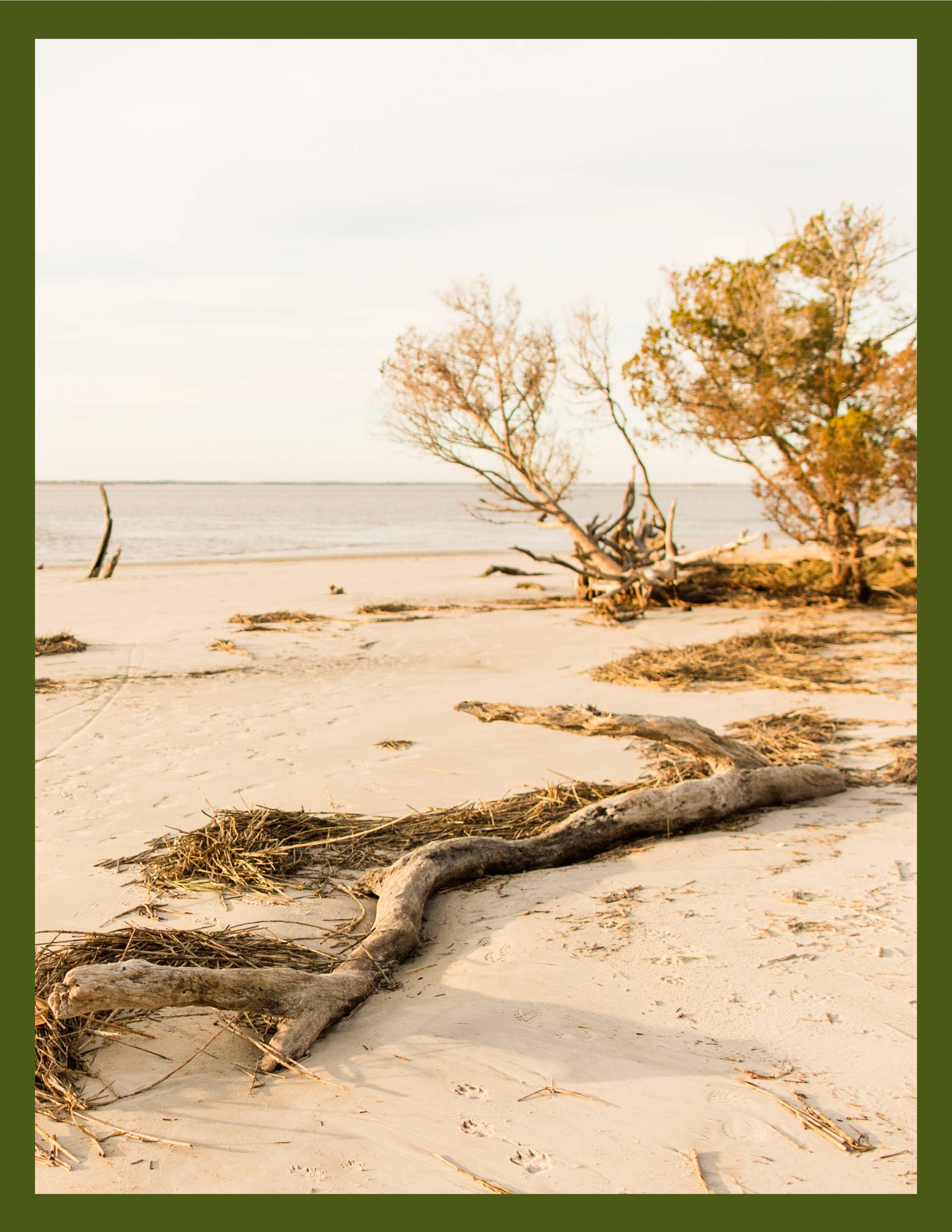 Beach image of Ossabaw Island Sound, off the coast of Savannah, Georgia, with driftwood, sea palms, sea pine, and ghost trees in the background.