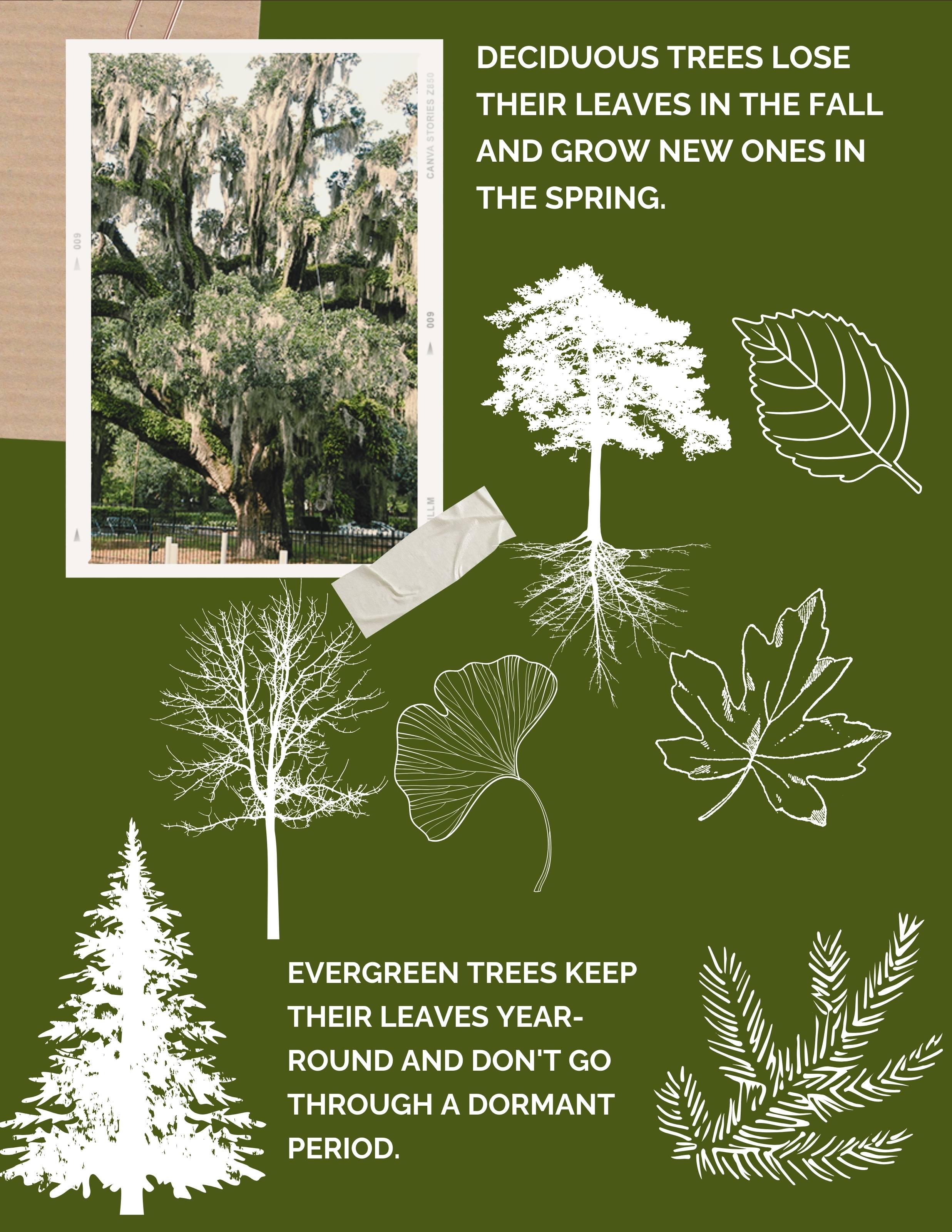 Illustration of a deciduous tree with types of leaves common to deciduous trees and an evergreen tree with pine bough illustrating the evergreen leaf type.