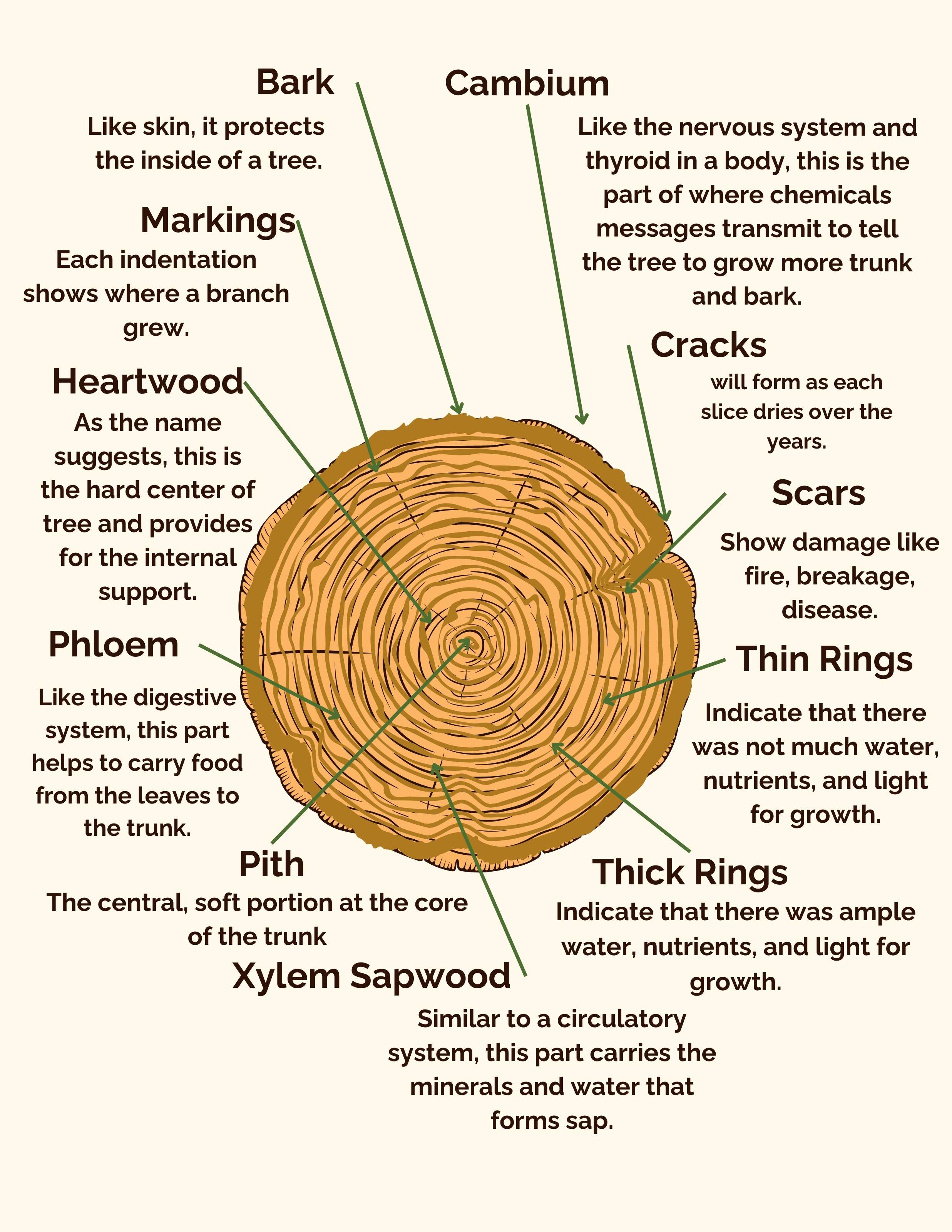 Color illustration of a tree trunk cross-section with labeled parts capturing the captivating details of a trunk cross-section.: Bark, Cambium, Cracks, Heartwood, 
                Markings, Phloem, Pith, Scars, Thick Rings, Thin Rings, Xylem Sapwood.
