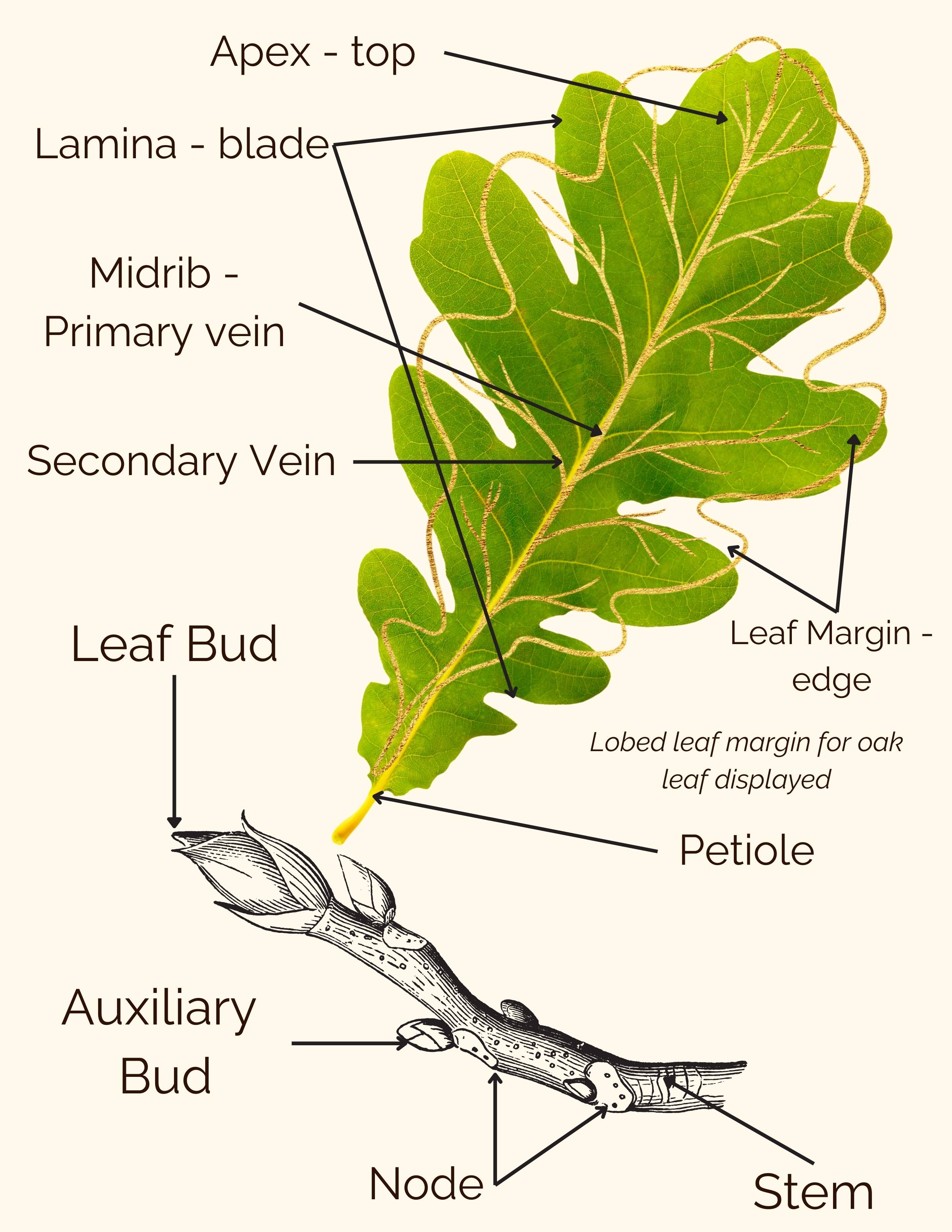 Color illustration of a lobed leaf from an oak, featuring detailed definitions for parts such as lamina, midrib, primary vein, secondary vein, leaf margin, petiole, and stem. 
                Refer to the glossary for detailed definitions.