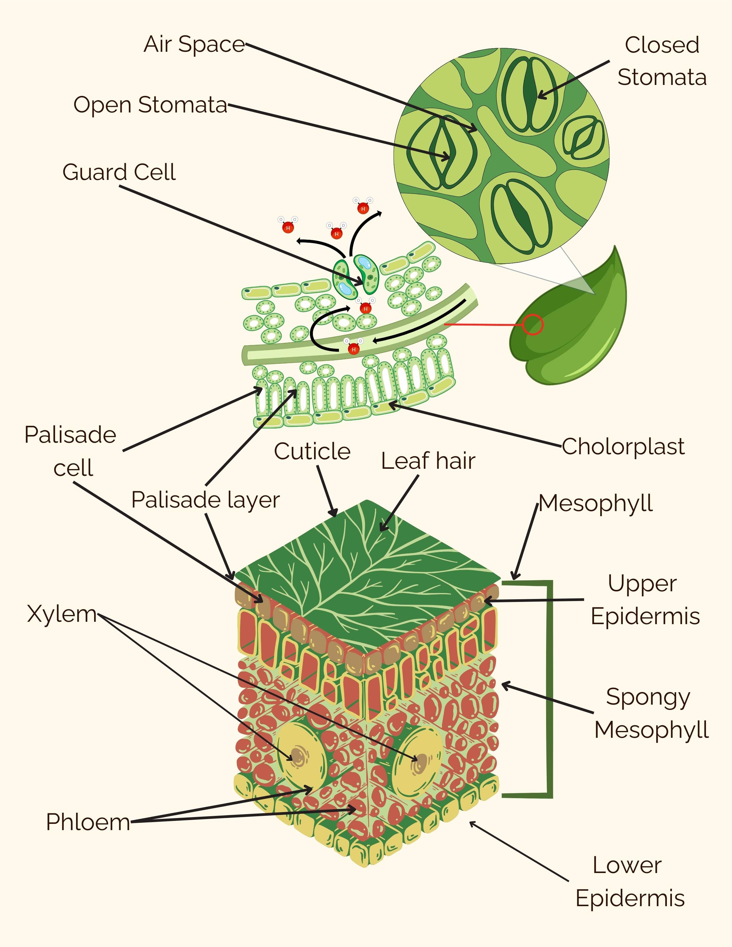 Detailed illustration of the inner workings of a leaf with definitions for the following words: Air Space, Cholorplast, Closed Stomata, Cuticle, Guard Cell, Guard Cell,
            Leaf Hair, Lower Epidermis, Mesophyll, Palisade cell, Palisade Layer, Phloem, Spongy Mesophyll, Upper Epidermis, Xylem.